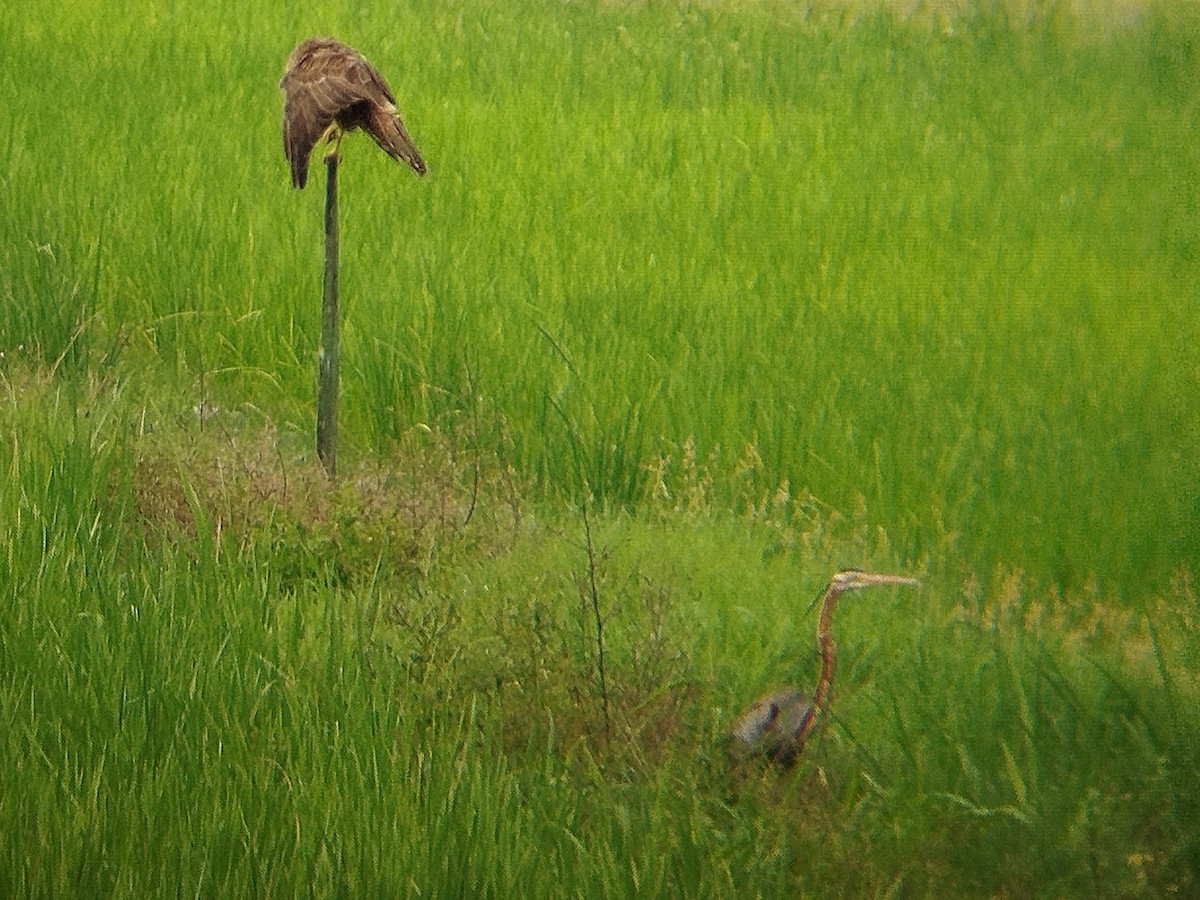 Eastern Marsh Harrier - ML647601931