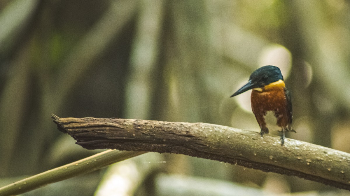 bronseisfugl - ML647601948