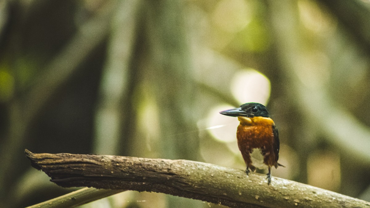 bronseisfugl - ML647601949