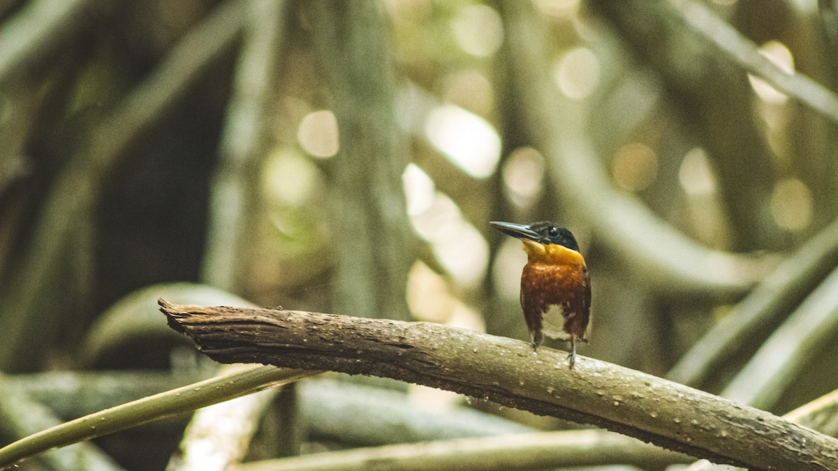 bronseisfugl - ML647601950