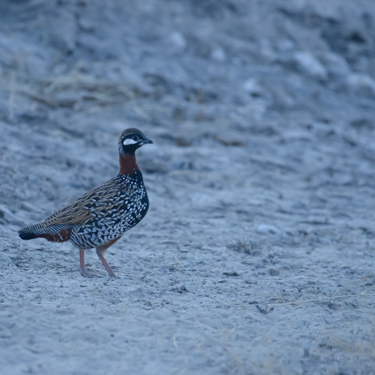 Black Francolin - ML647601951