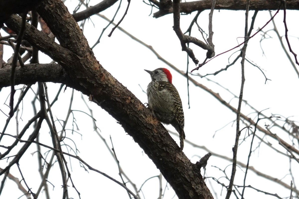 Cardinal Woodpecker - ML647601954
