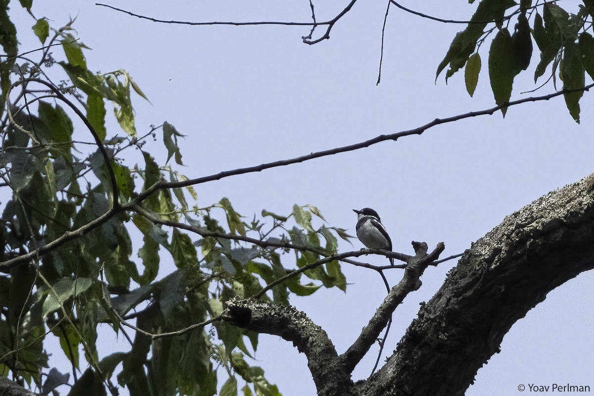 Ituri Batis - ML647601983