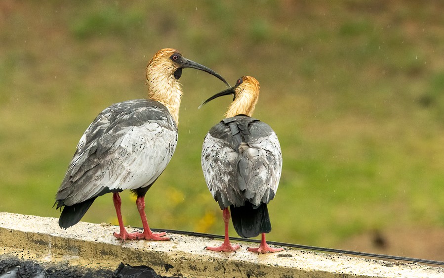 İbikli Sarıca Aynak - ML647602004