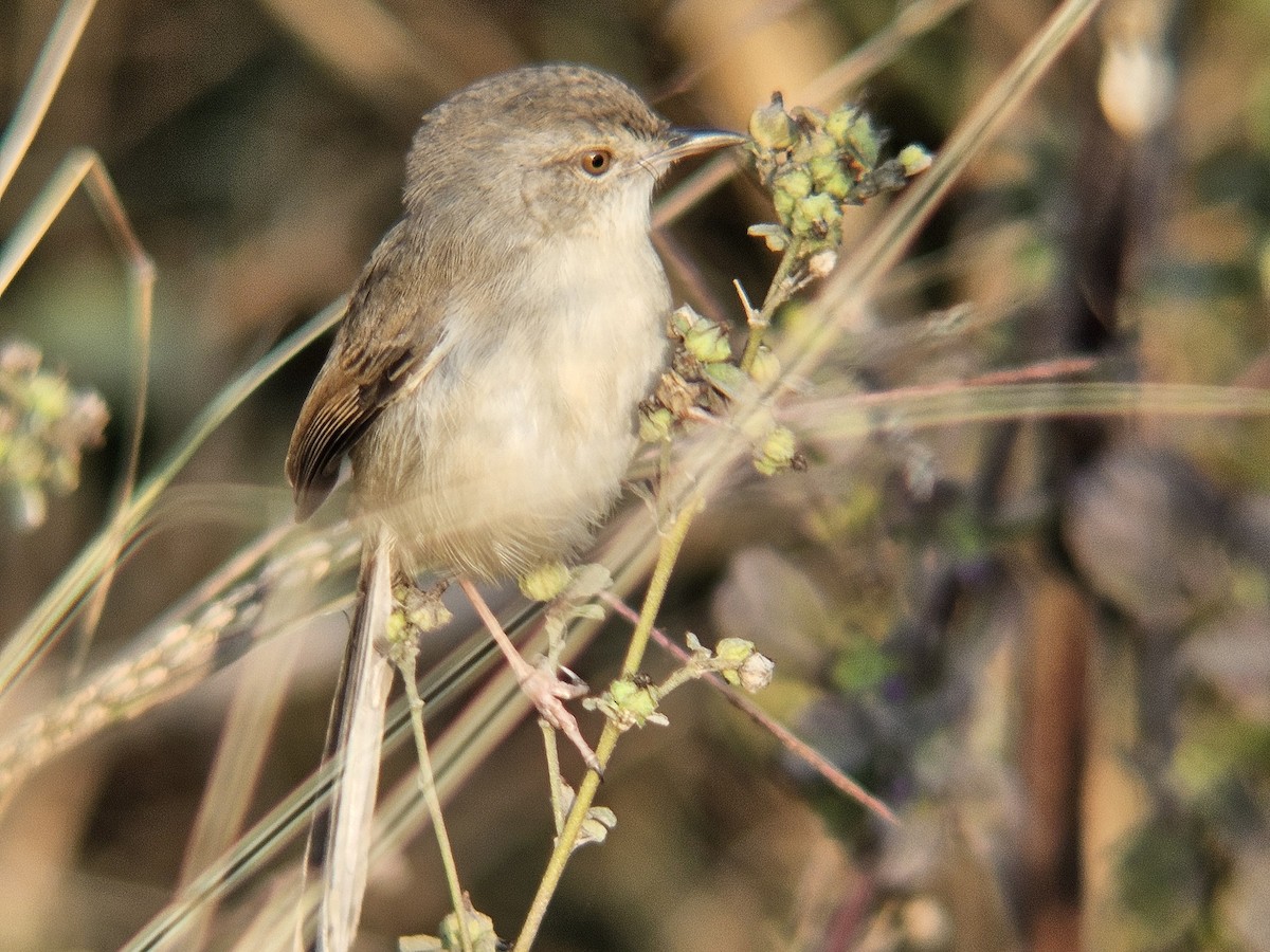 Prinia Sencilla - ML647602011