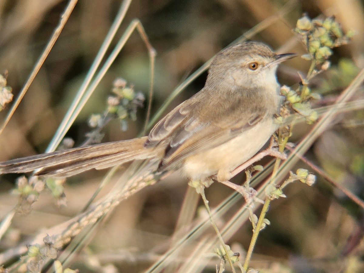 Prinia Sencilla - ML647602012
