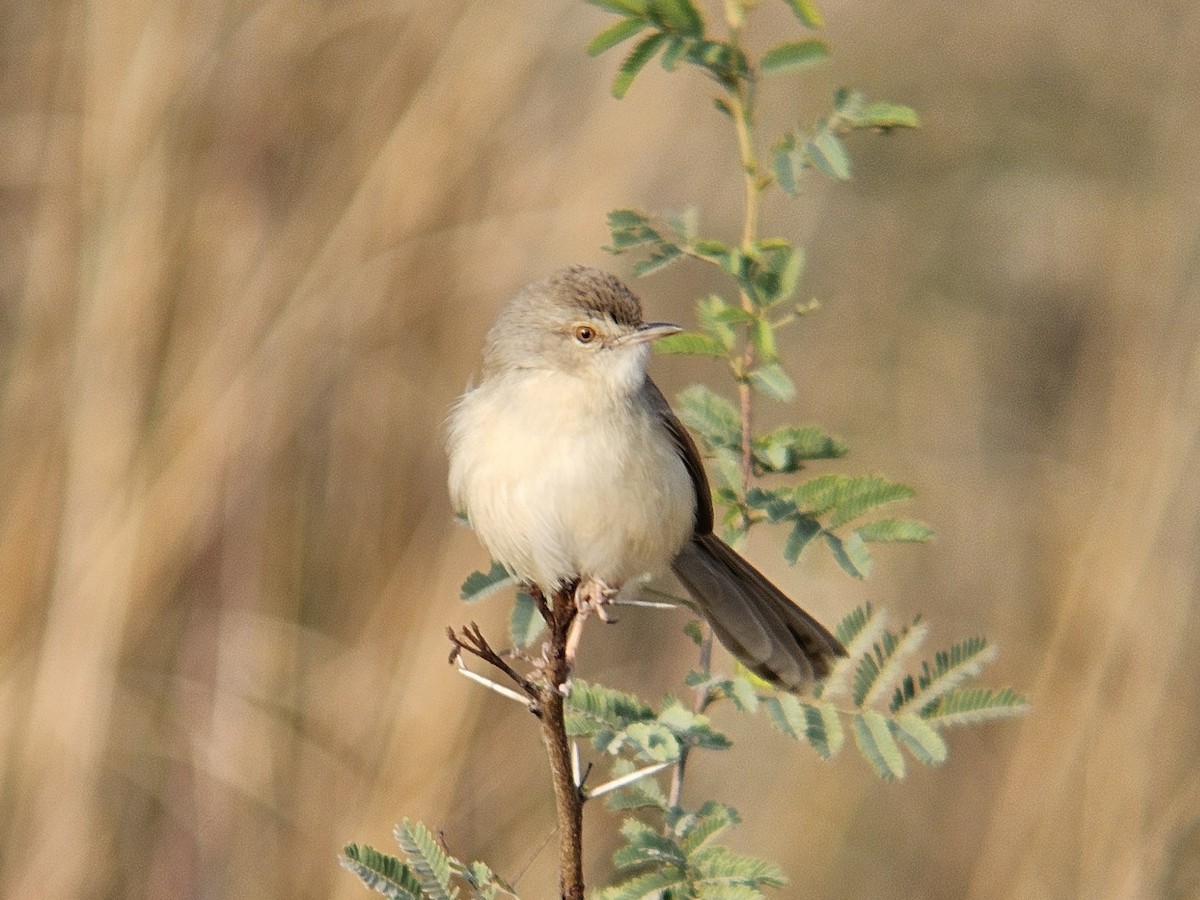 Prinia Sencilla - ML647602013