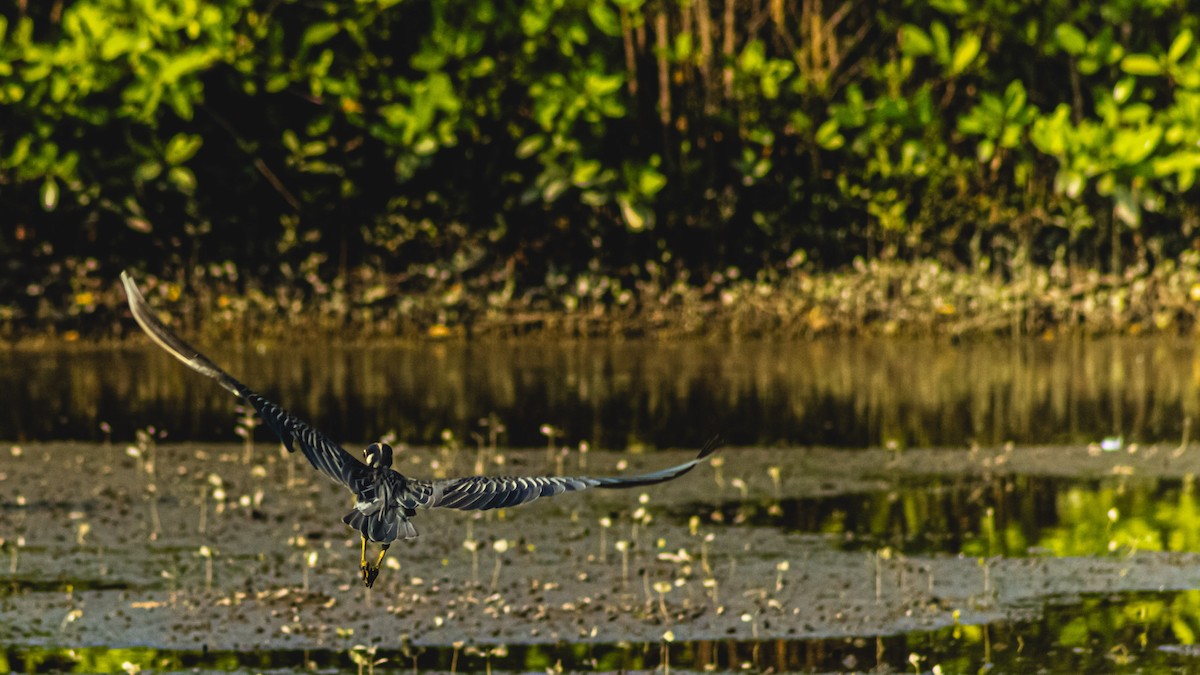 Yellow-crowned Night Heron - ML647602031