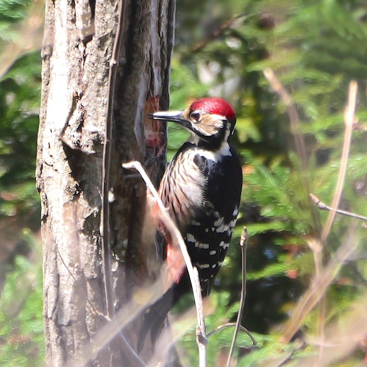 hvitryggspett - ML647602045