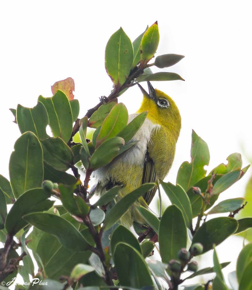 Warbling White-eye - ML647602055