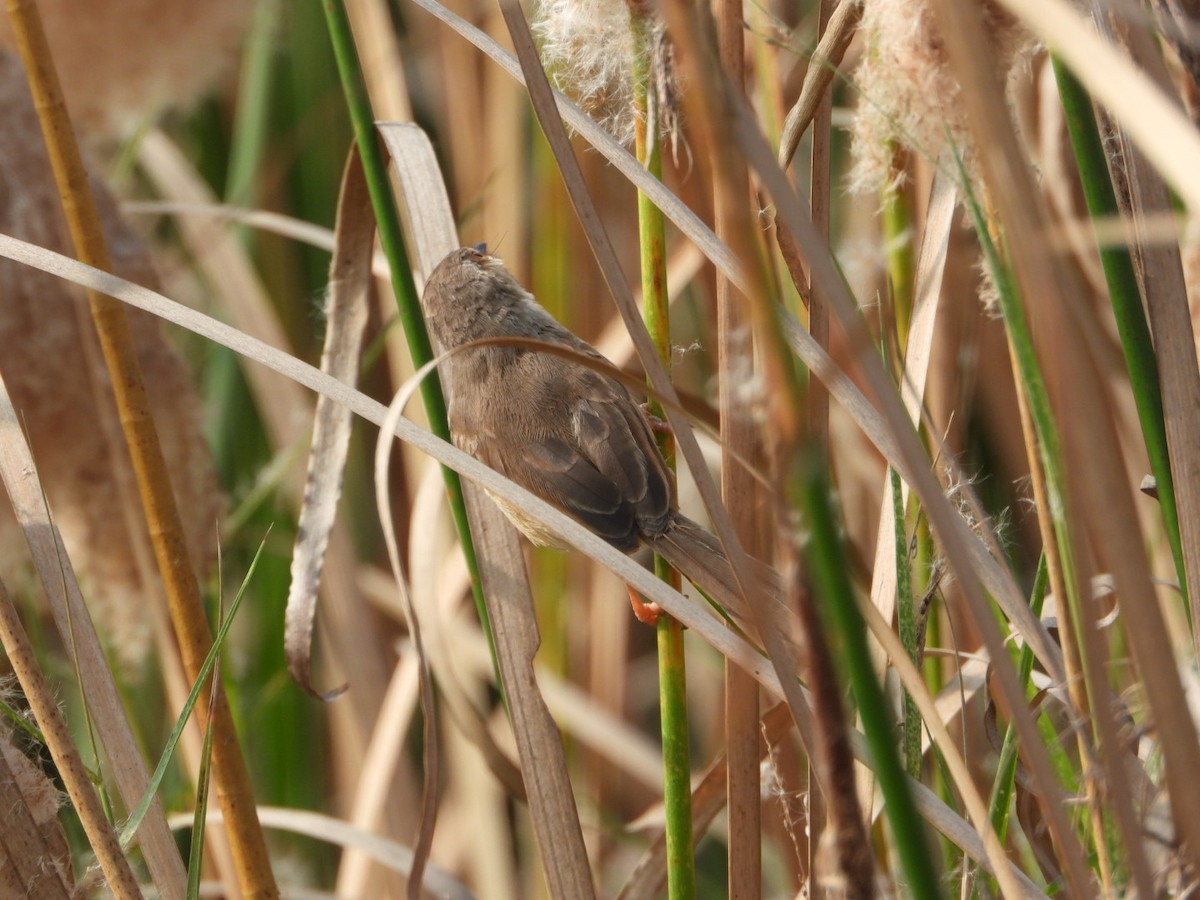 Prinia Sencilla - ML647602058