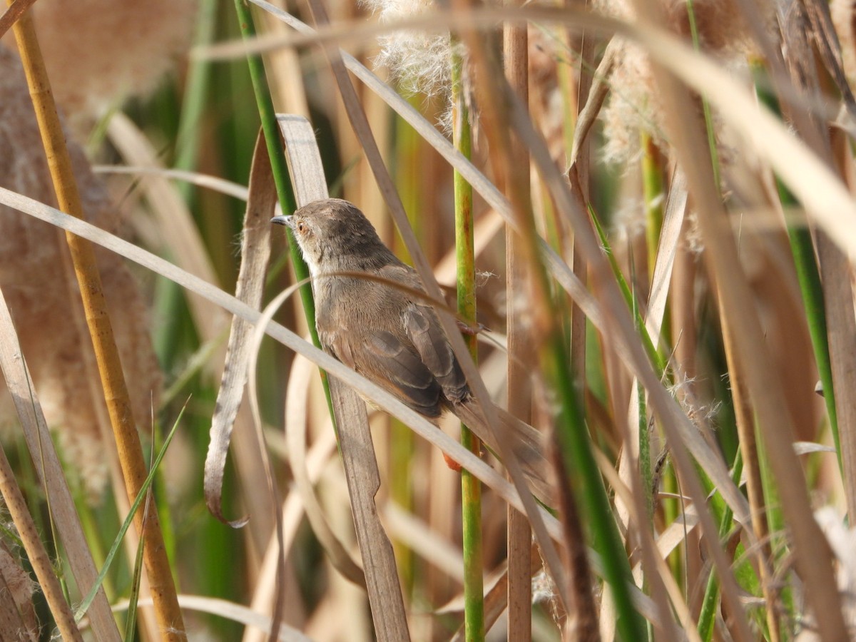 Prinia Sencilla - ML647602059