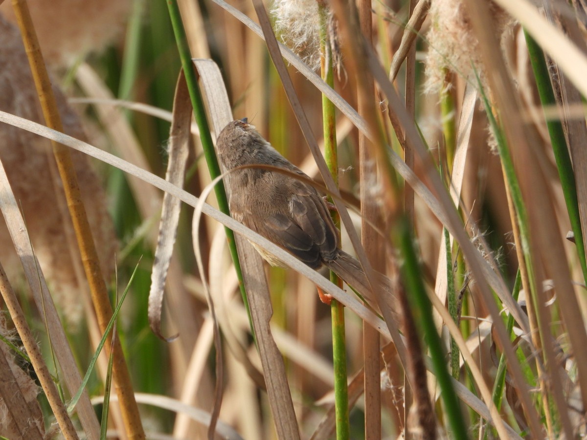 Prinia Sencilla - ML647602060