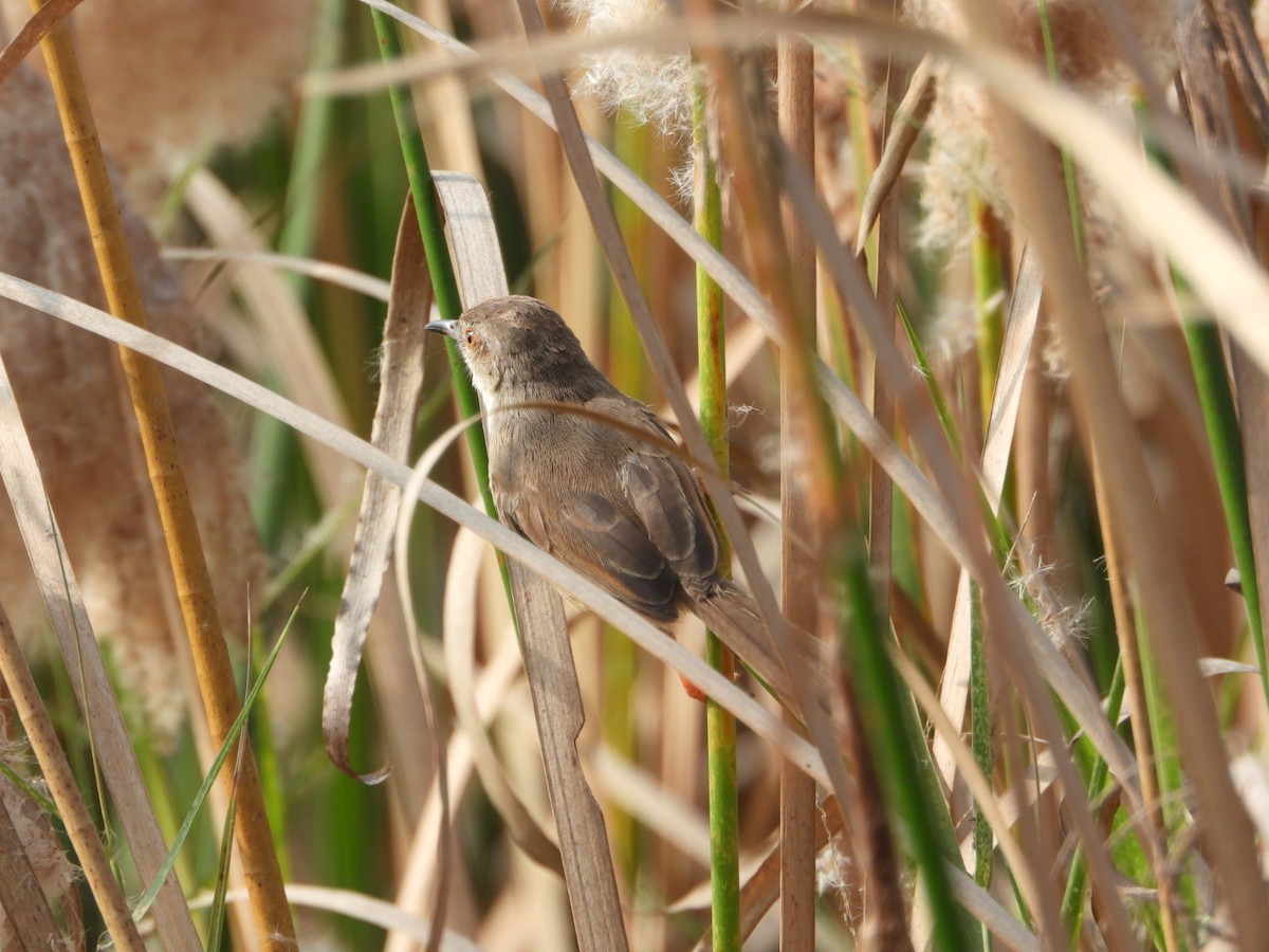 Prinia Sencilla - ML647602061