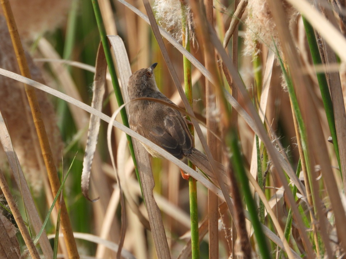 Prinia Sencilla - ML647602062