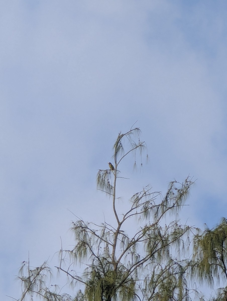 Great Barbet - ML647602063