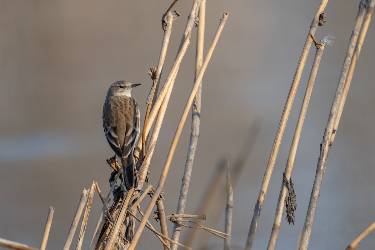 サメイロタヒバリ - ML647602092