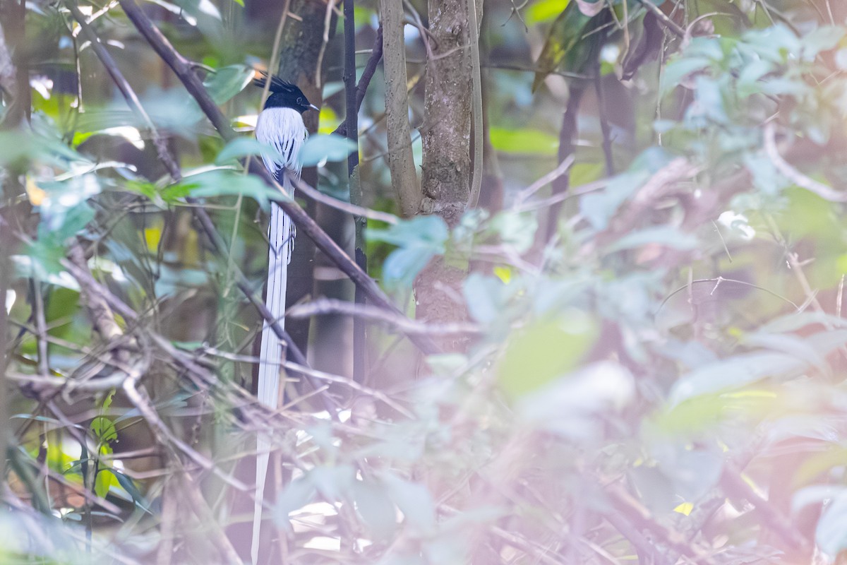 カワリサンコウチョウ - ML647602094