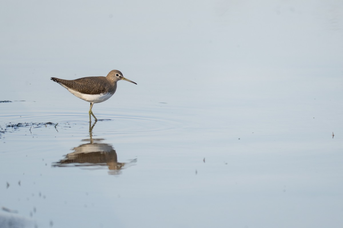 クサシギ - ML647602095