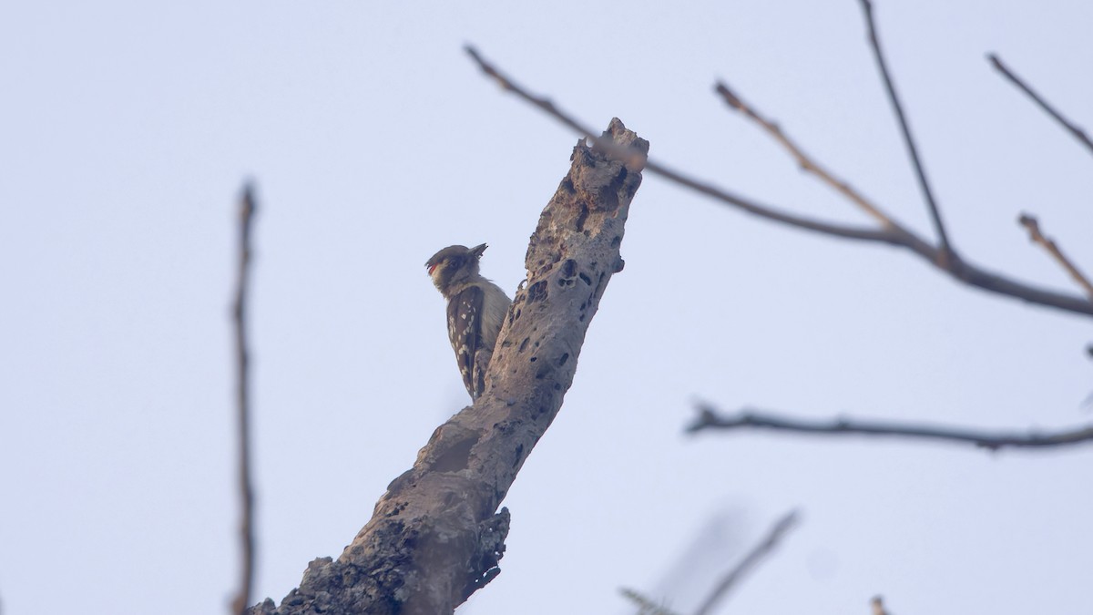 チャガシラコゲラ - ML647602097