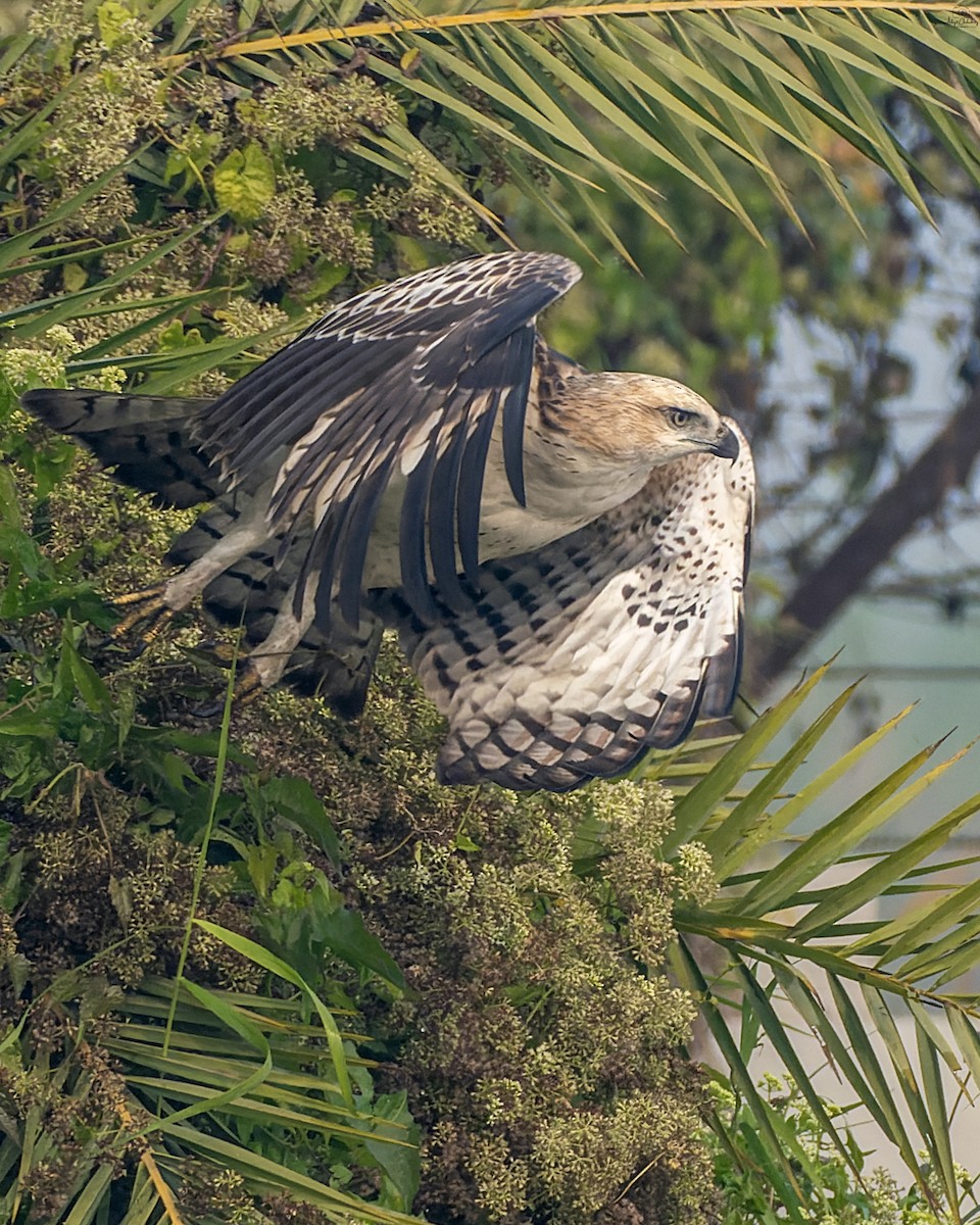 インドクマタカ - ML647602099