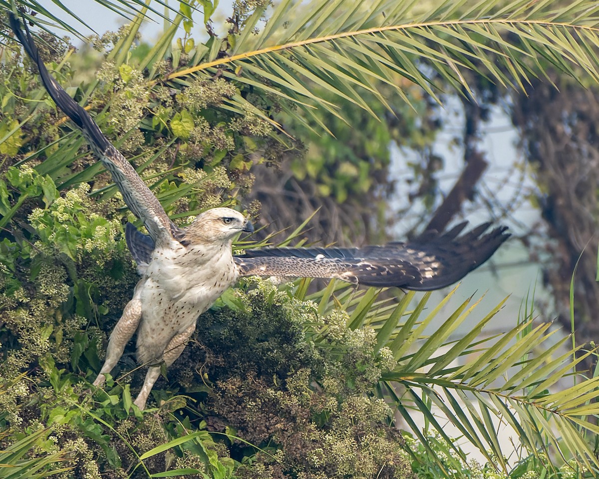 インドクマタカ - ML647602100