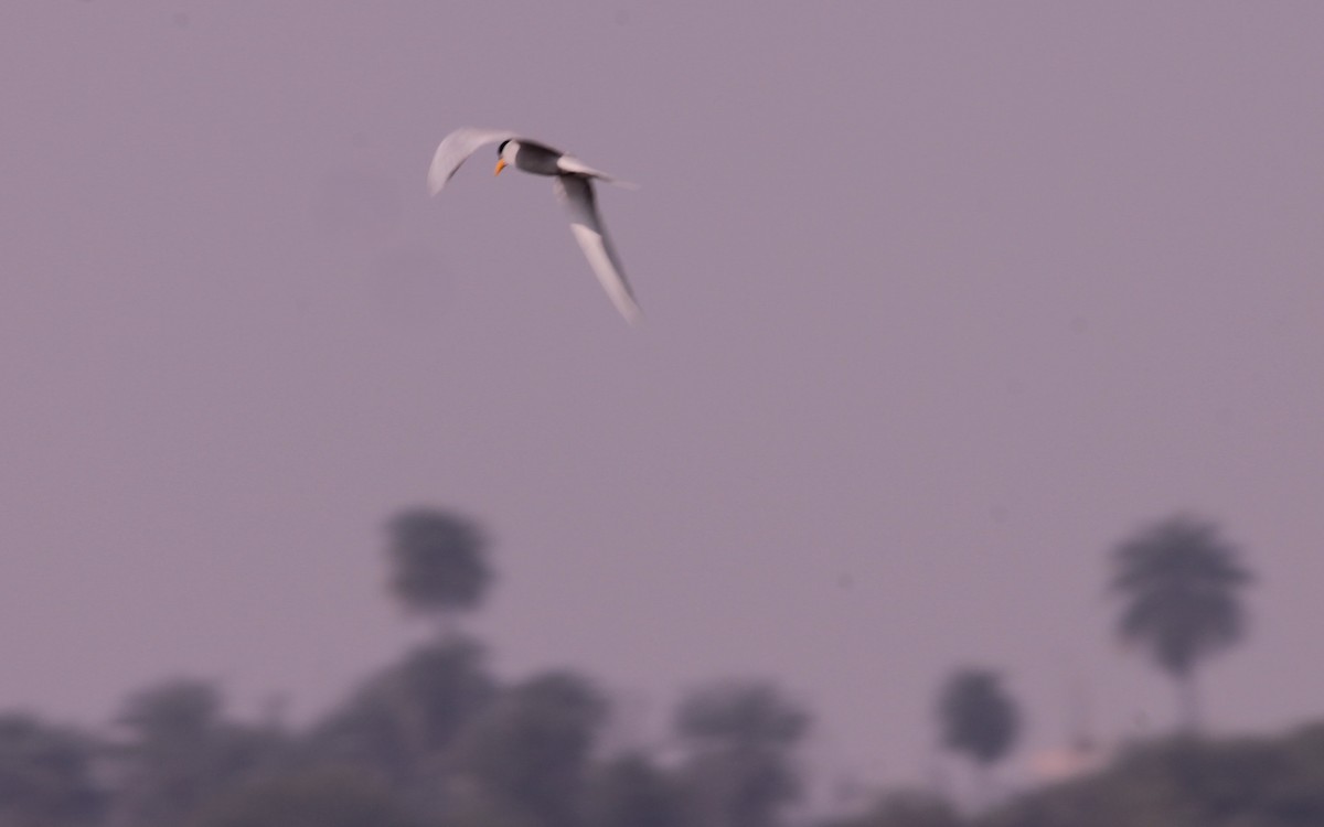 カワアジサシ - ML647602102