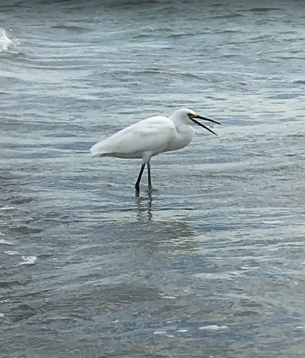 ユキコサギ - ML647602103