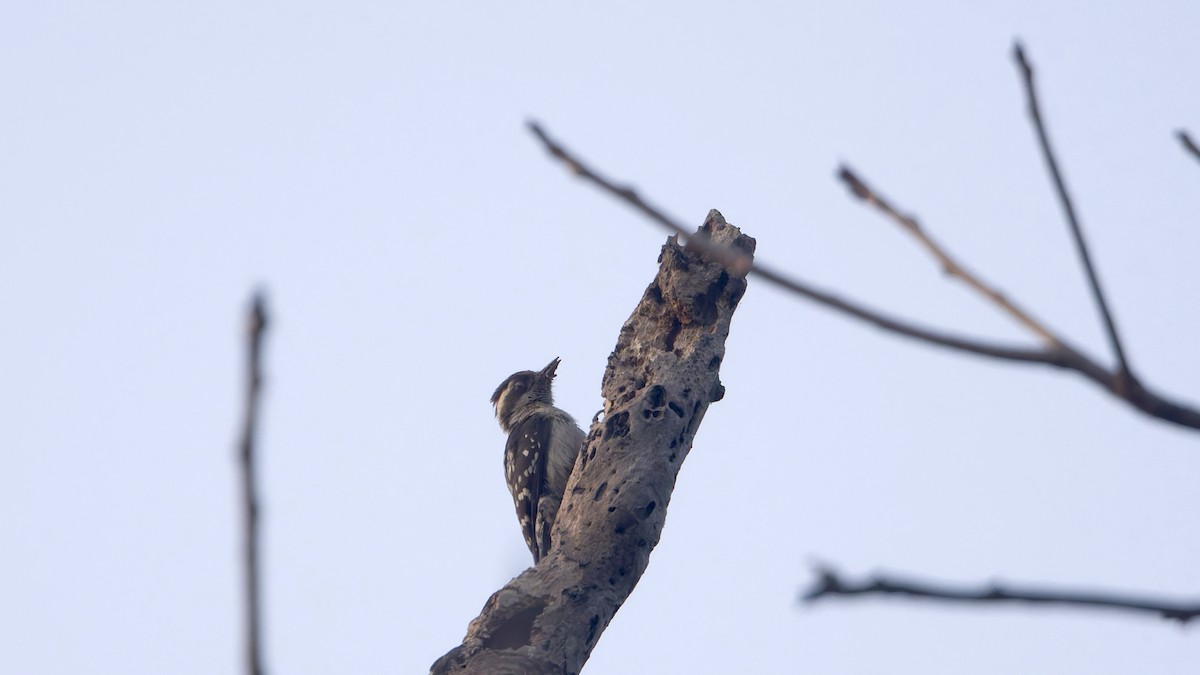 チャガシラコゲラ - ML647602105