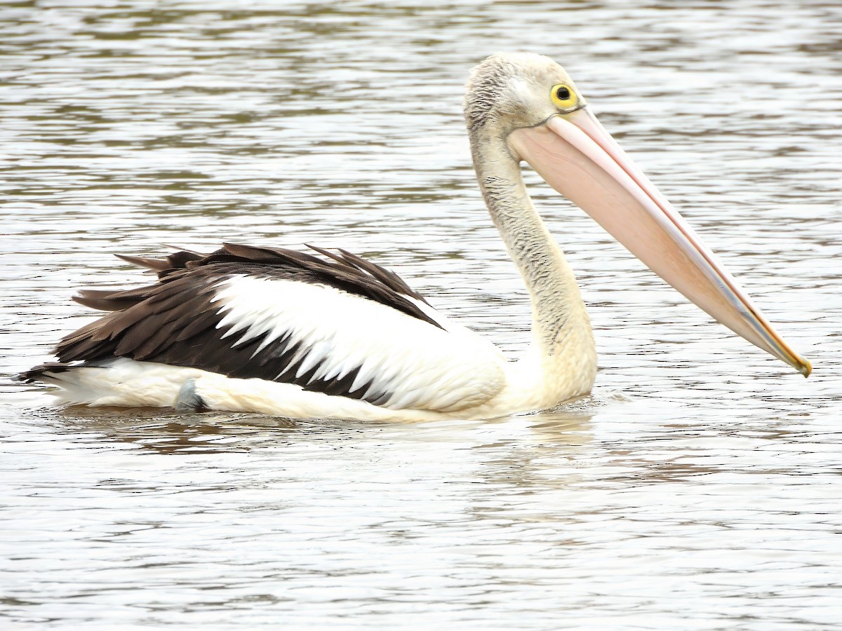 コシグロペリカン - ML647602108