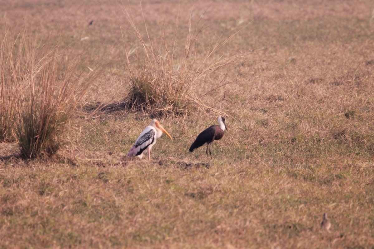 Asian Woolly-necked Stork - ML647602110