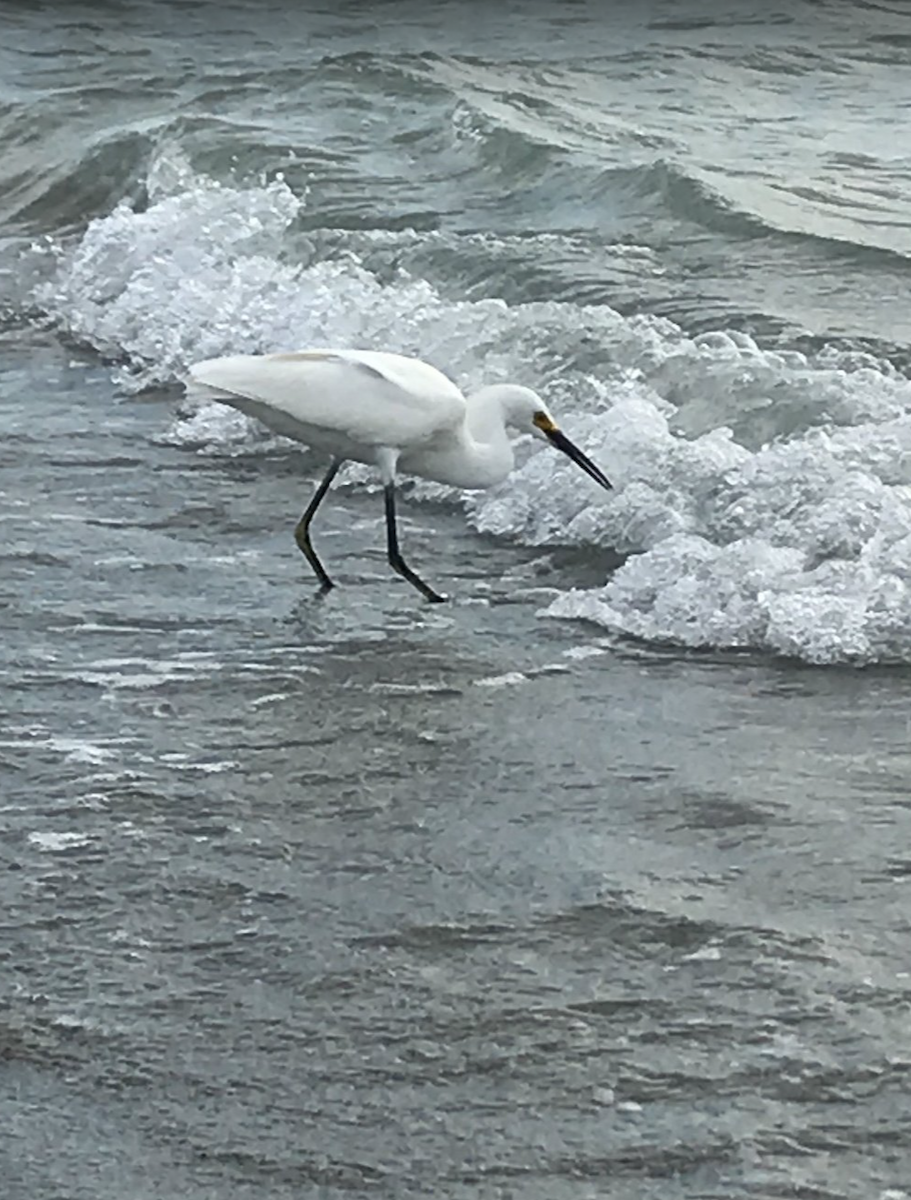 ユキコサギ - ML647602111