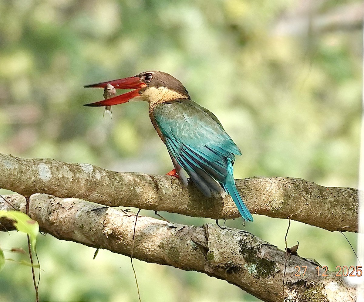 コウハシショウビン - ML647602112