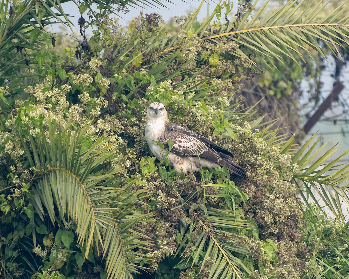 インドクマタカ - ML647602113