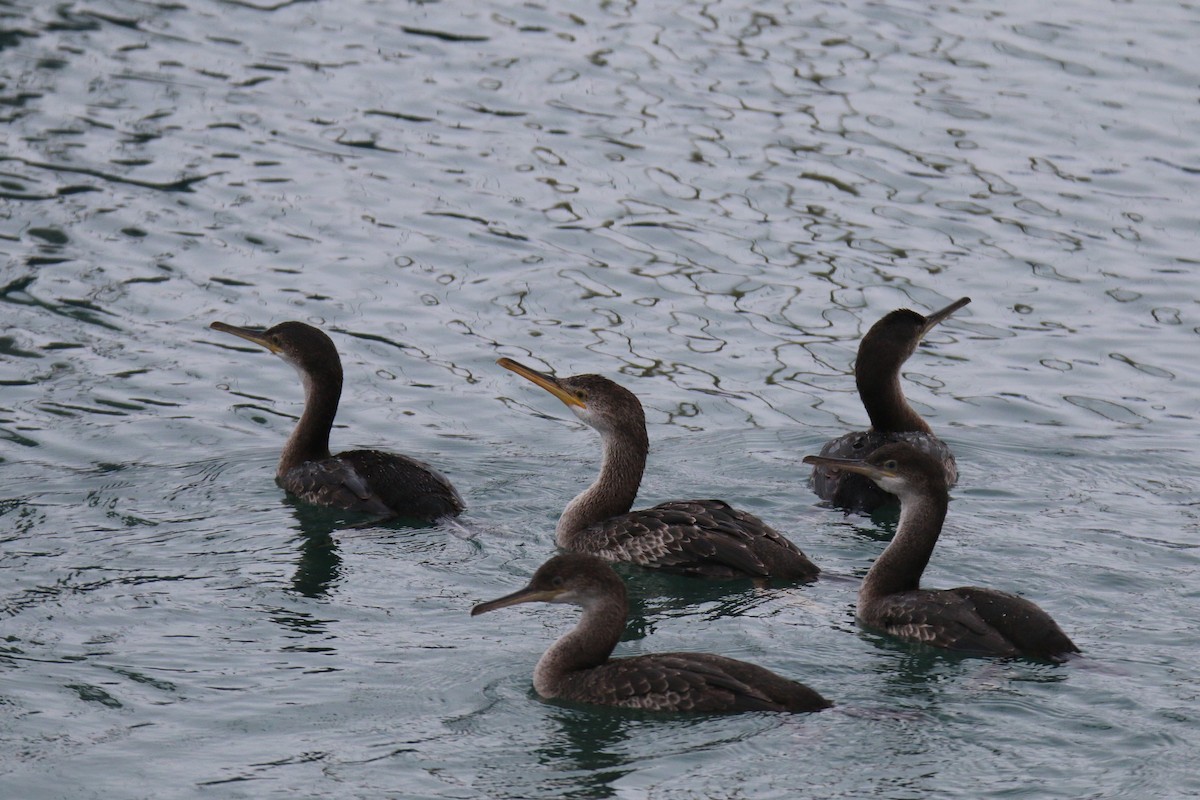 ヨーロッパヒメウ（desmarestii） - ML647602117