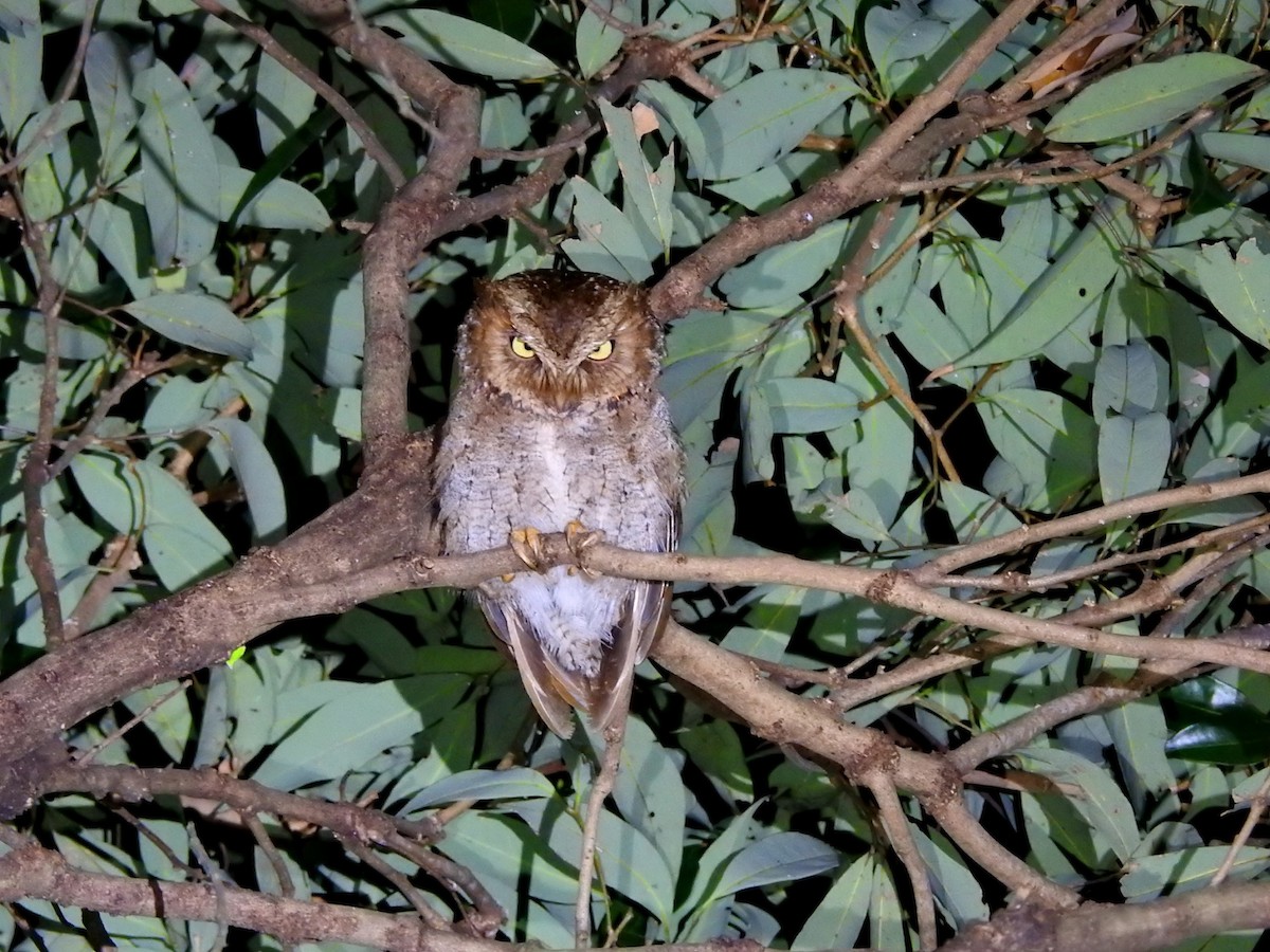 タイワンコノハズク - ML647602119