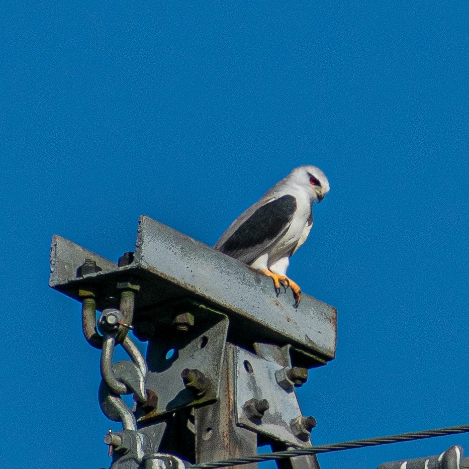 カタグロトビ - ML647602120