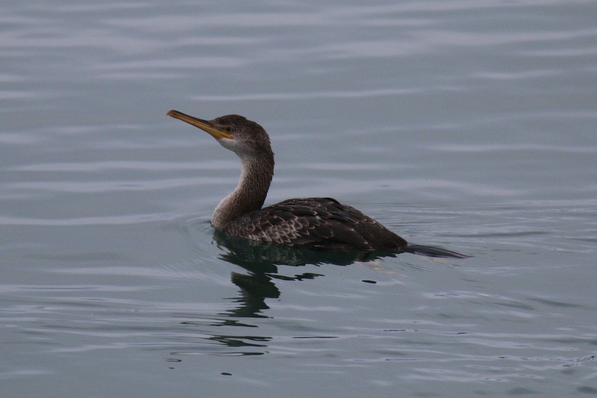 ヨーロッパヒメウ（desmarestii） - ML647602121