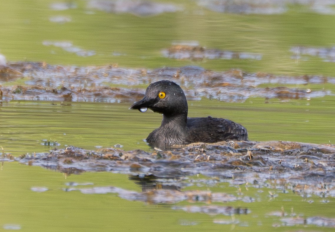 ヒメカイツブリ - ML647602122