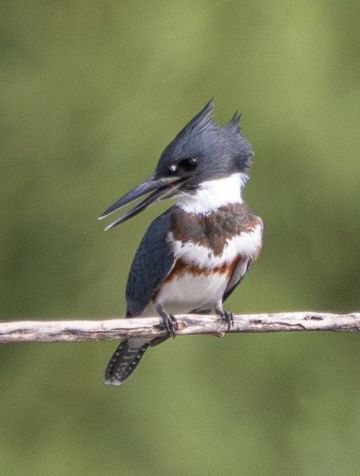 アメリカヤマセミ - ML647602123