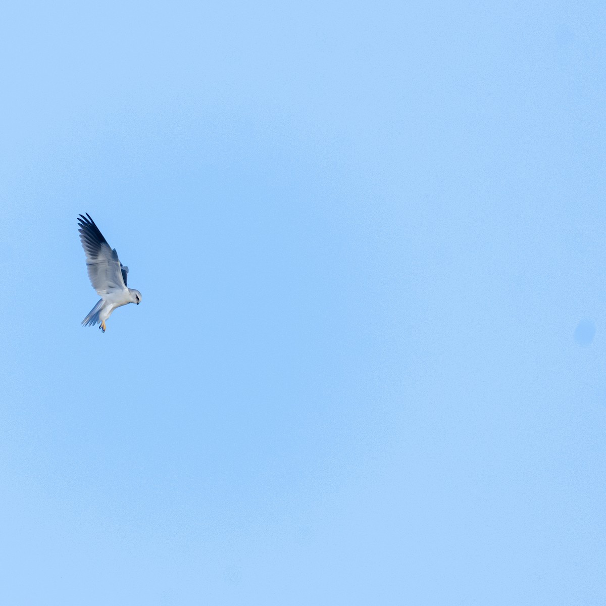 カタグロトビ - ML647602125