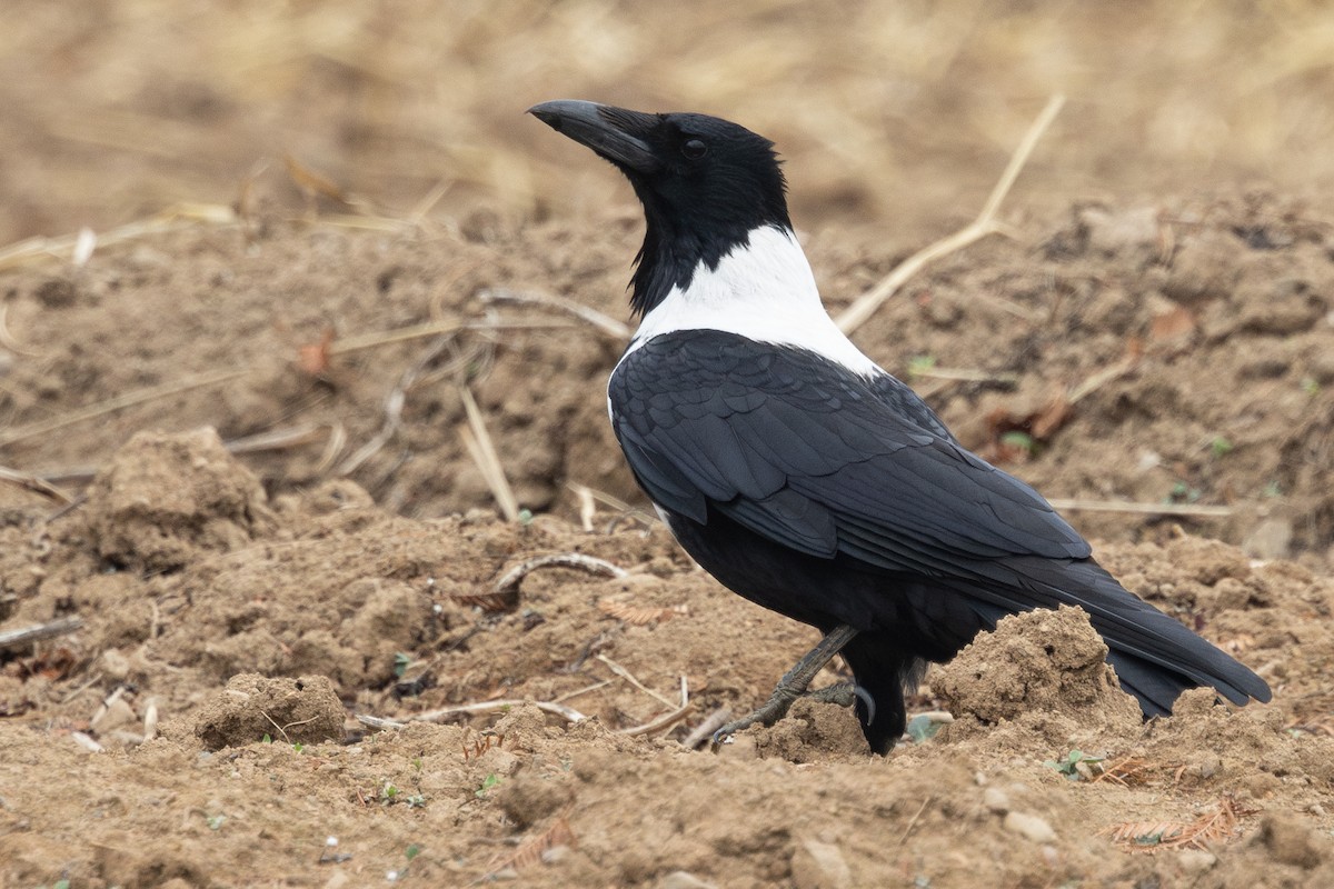 クビワガラス - ML647602126