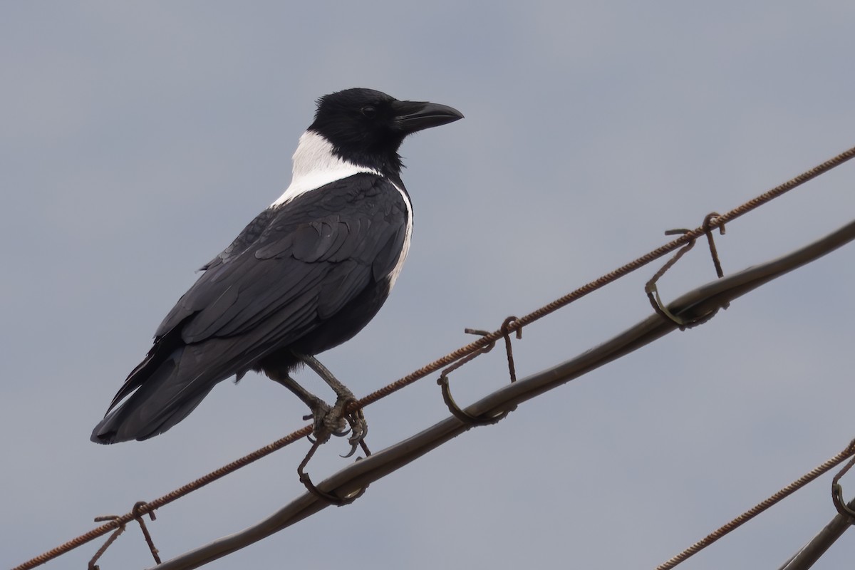 クビワガラス - ML647602127