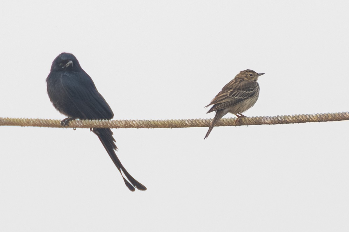 ヨーロッパビンズイ - ML647602128