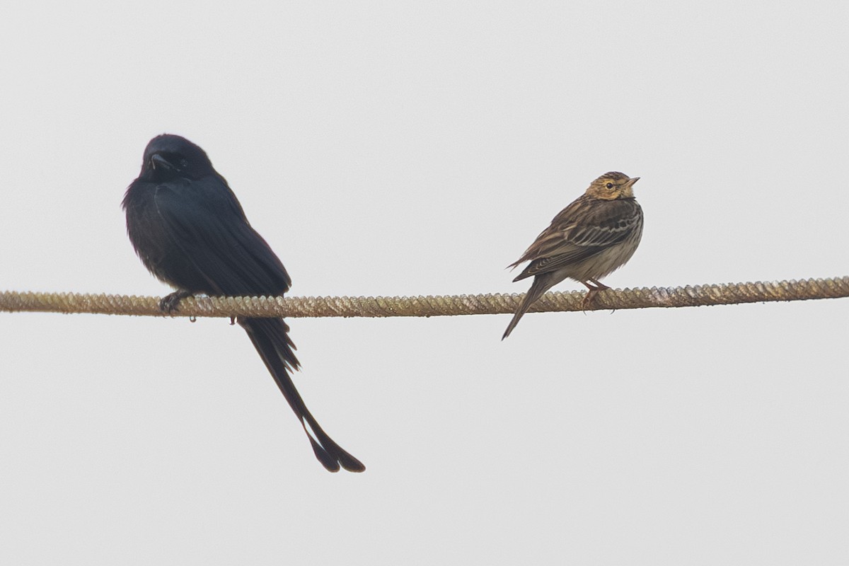 ヨーロッパビンズイ - ML647602129