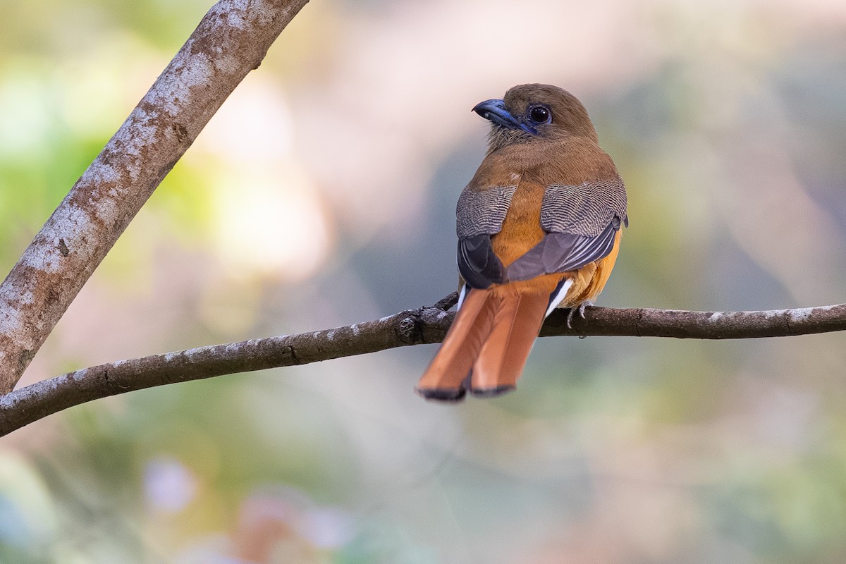 Malabar Trogon - ML647602141