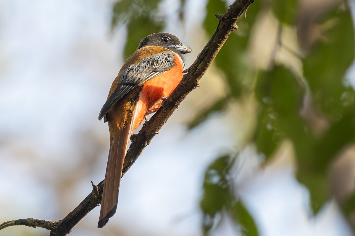 Malabar Trogon - ML647602142