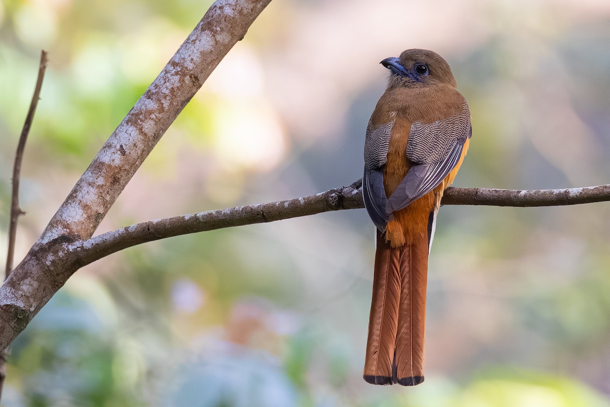 Malabar Trogon - ML647602143