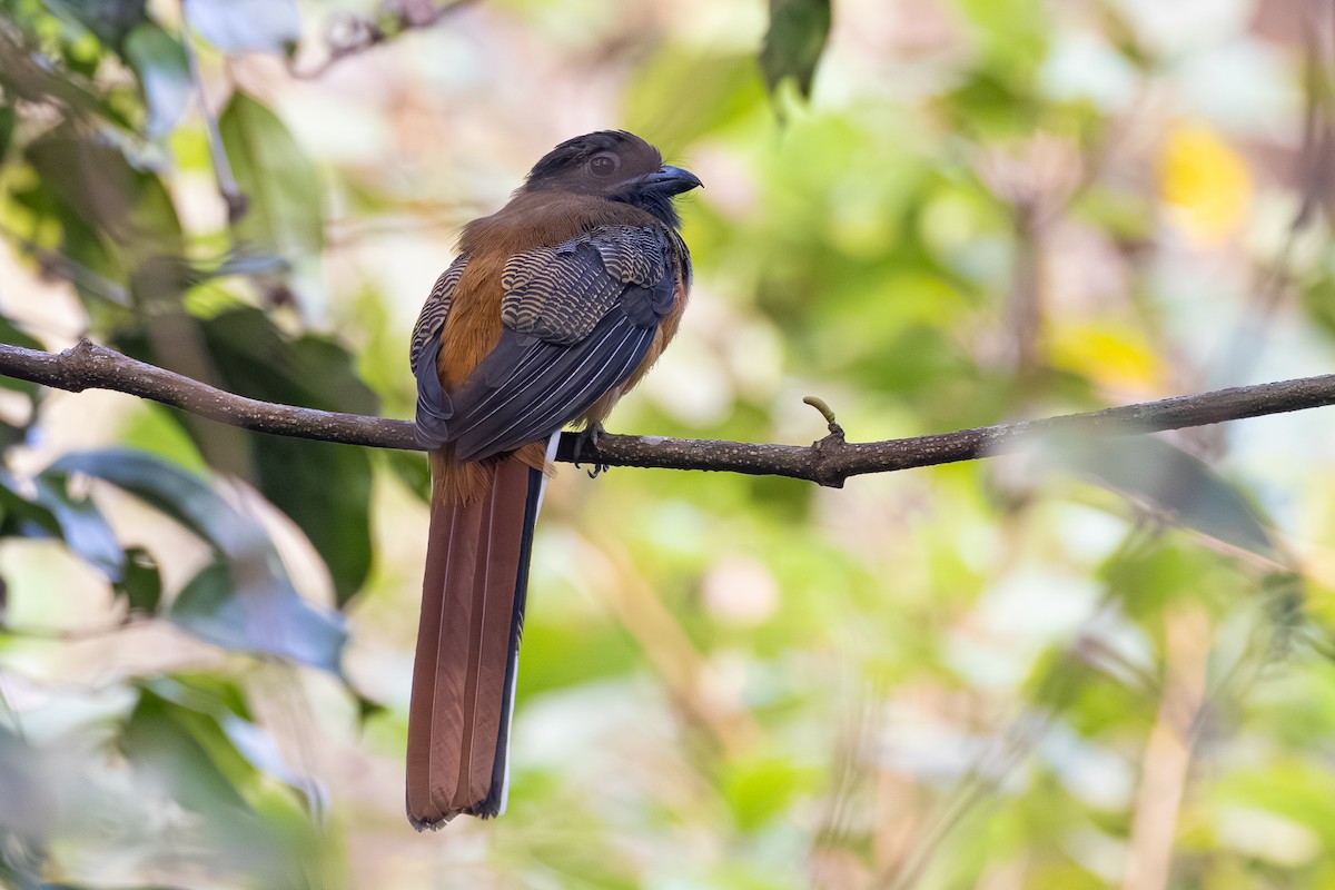 Malabar Trogon - ML647602144