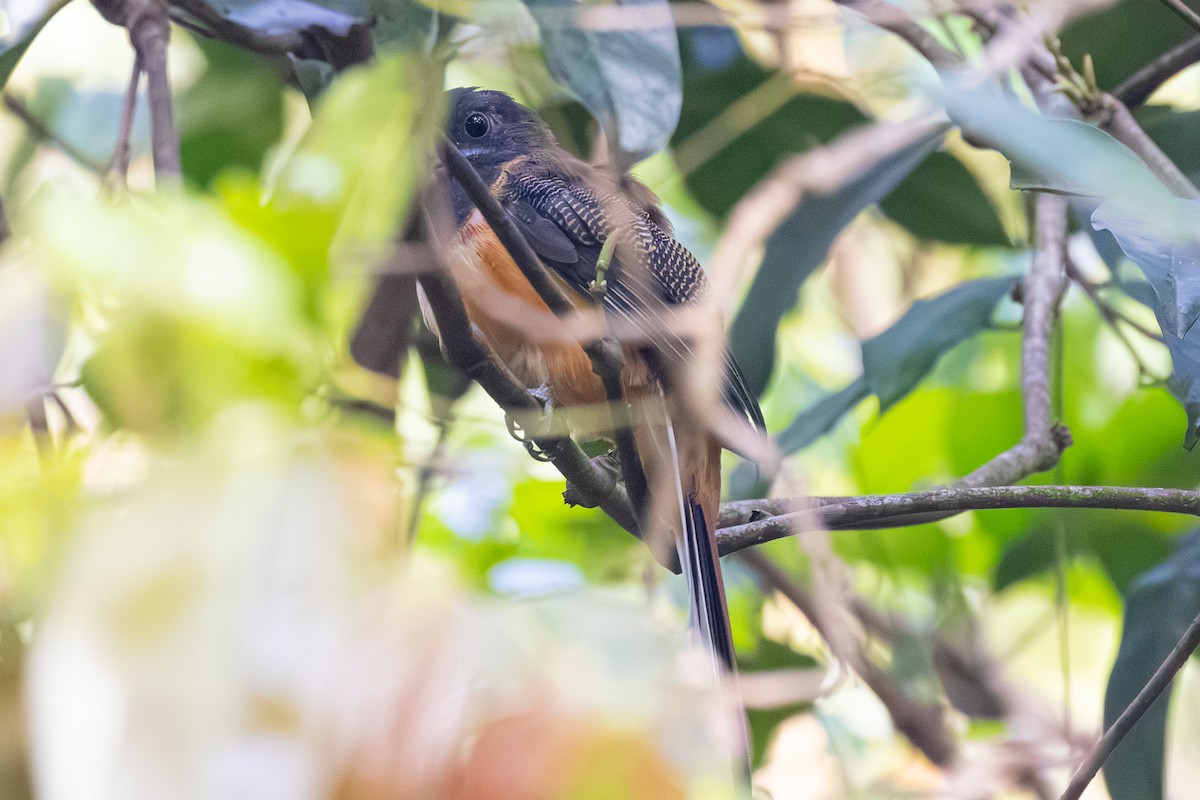 Malabar Trogon - ML647602145